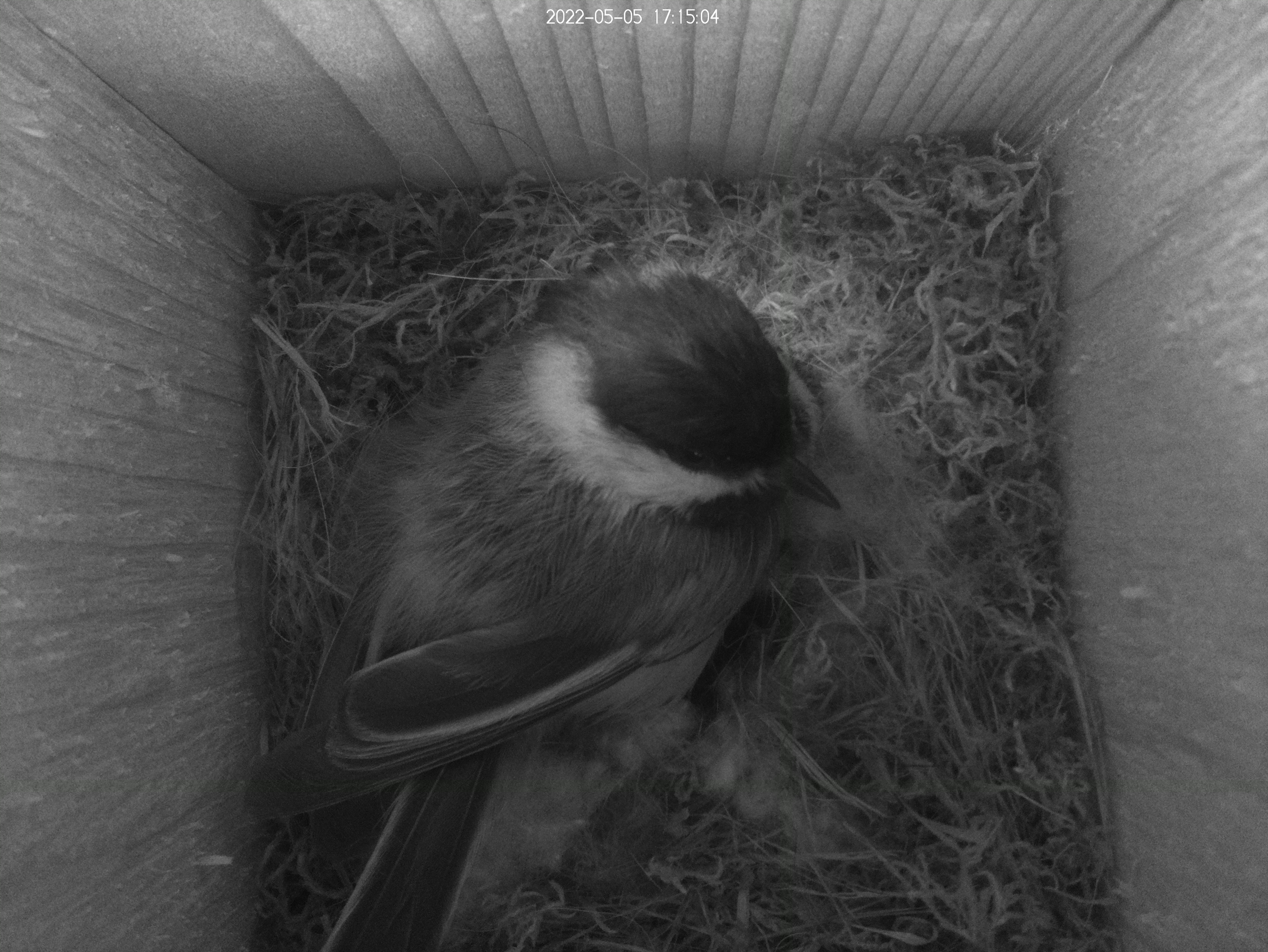 Overhead shot of black-capped chickadee in bird house