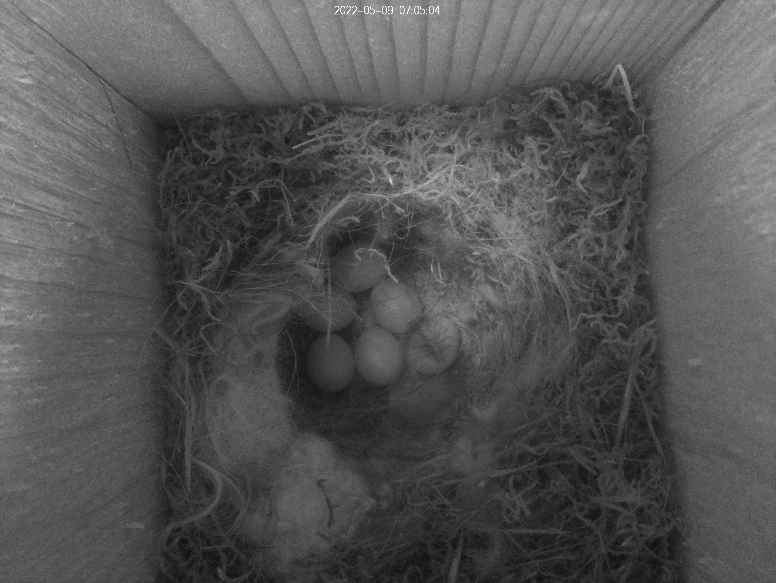 Bird nest with six eggs