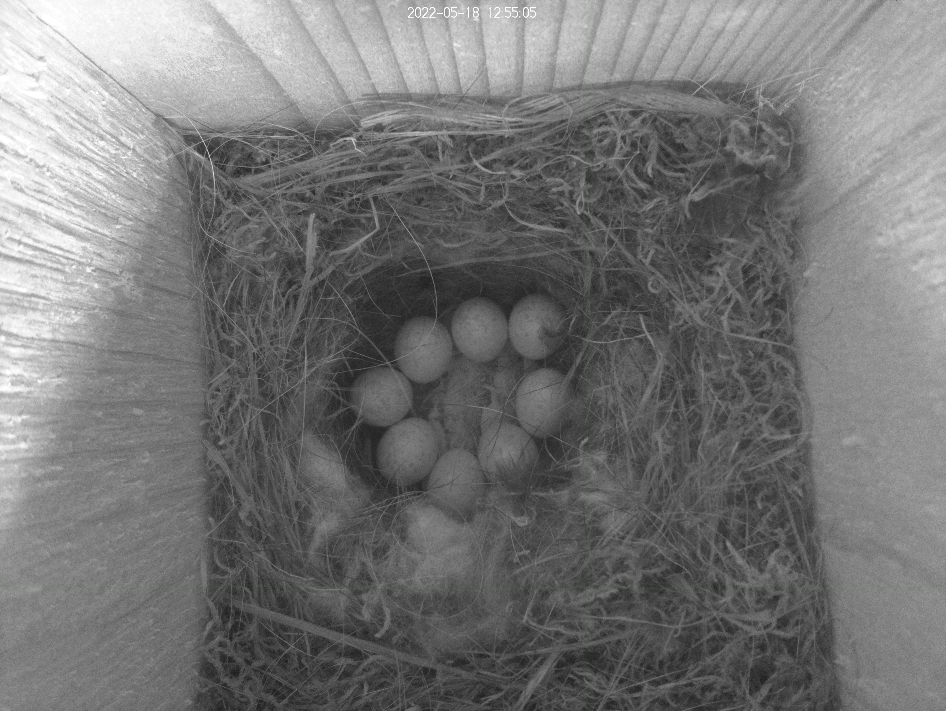 Interior of bird house showing 8 eggs in a nest