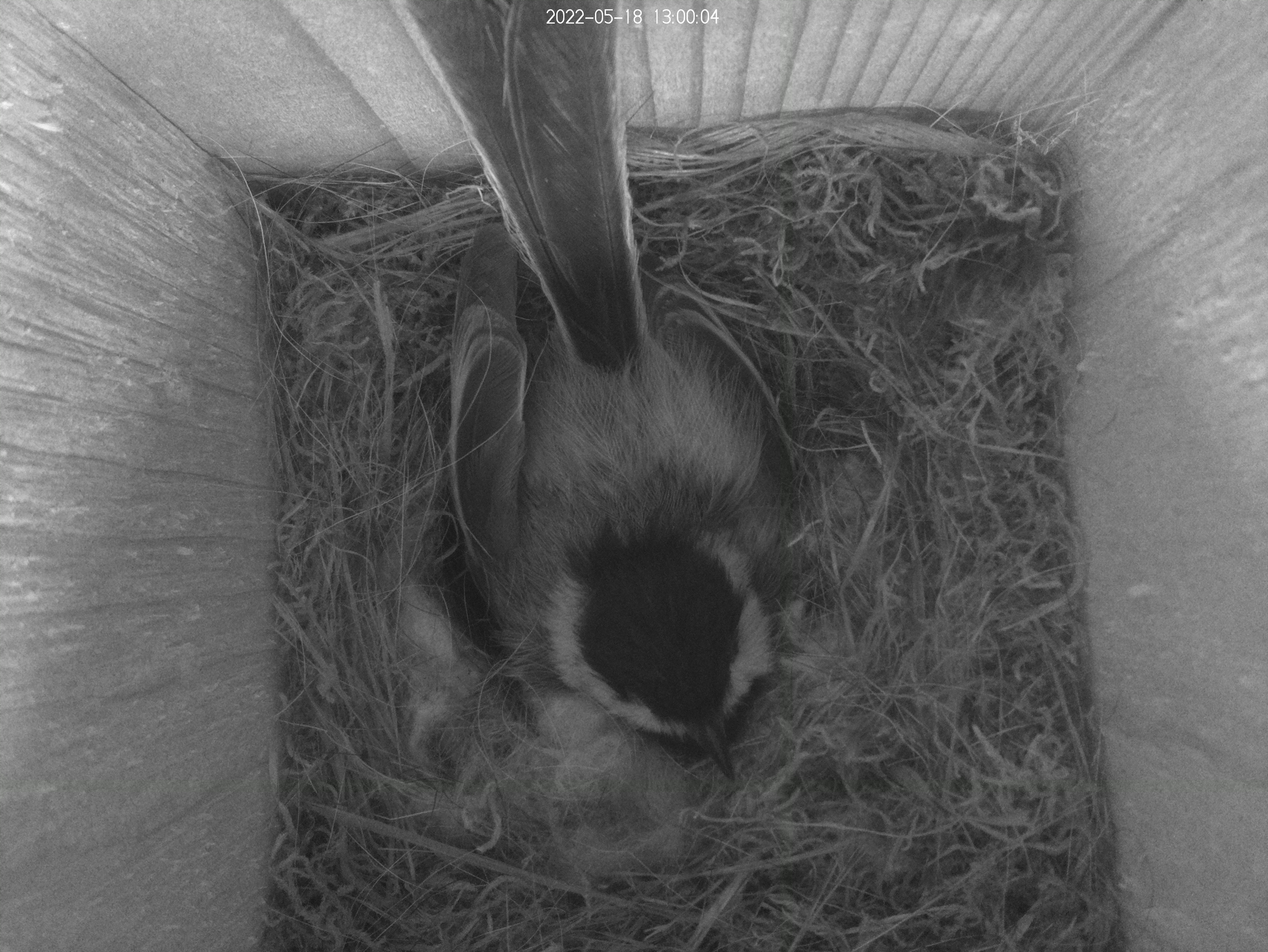 Interior of bird house showing black-capped chickadee in a nest